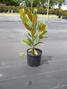 3 gallon Edith Bough