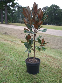 3 Gallon D.D. Blanchard