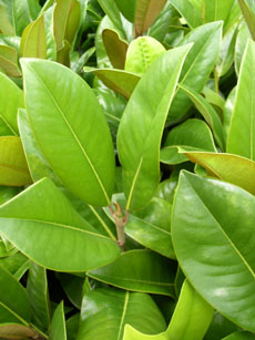 Green Giant foliage