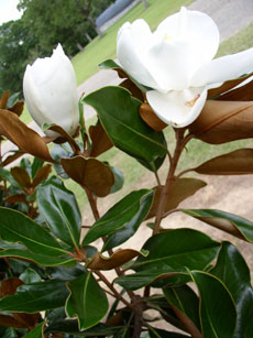 LIttle Gem foliage